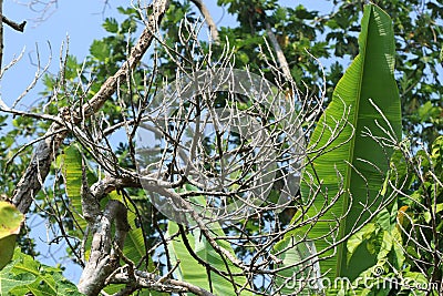 Branch Stock Photo